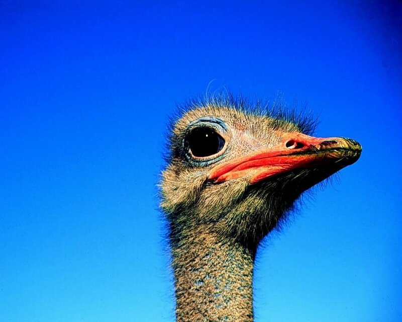 Ostrich Head and Neck — Blue, Clear
