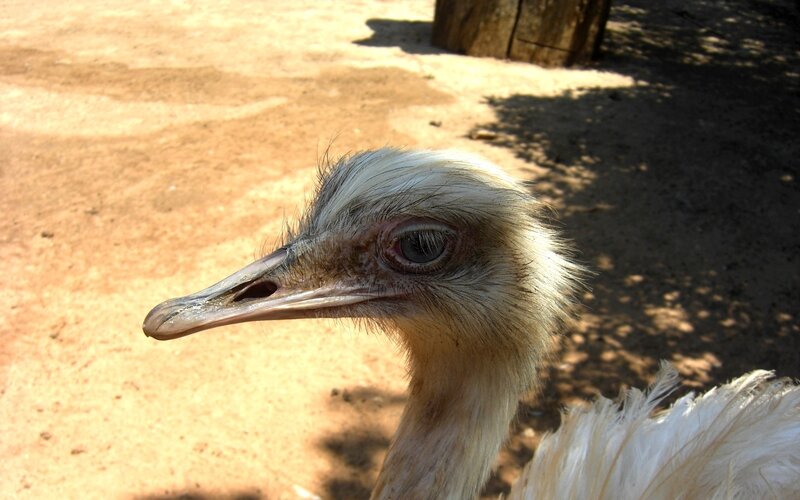 Ostrich Head and Neck — Brown