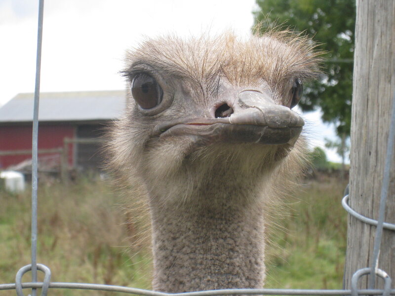 Ostrich Head and Neck — Gray