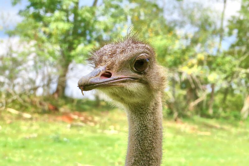 Ostrich Head and Neck — Green