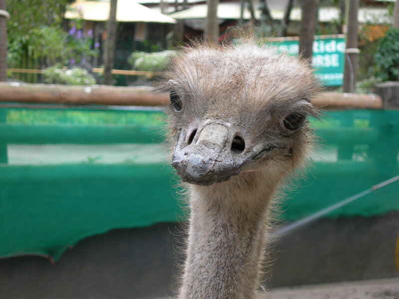 Ostrich Head and Neck