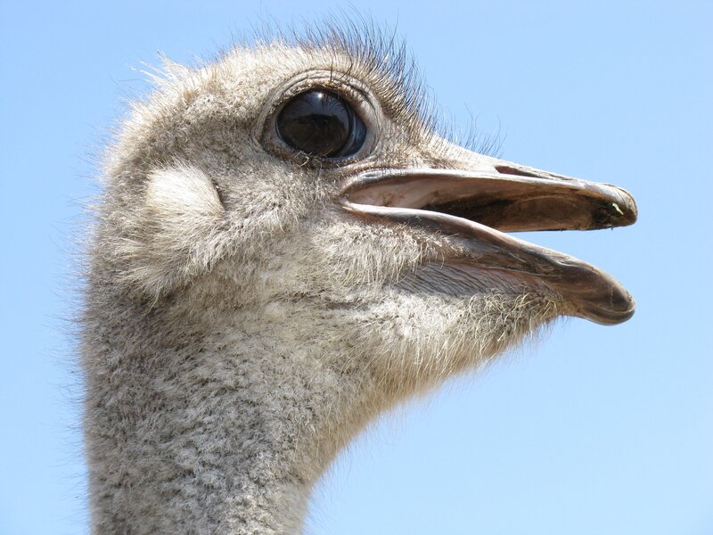 Ostrich Head — Blue