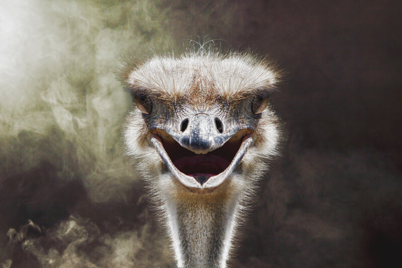Ostrich Head Close-up — Brown