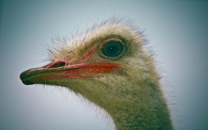 Ostrich Head Close-up — Gray