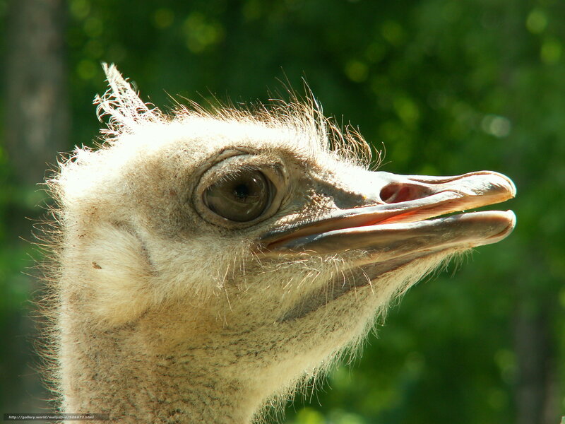 Ostrich Head Close-up