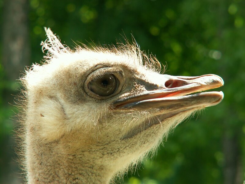 Ostrich Head