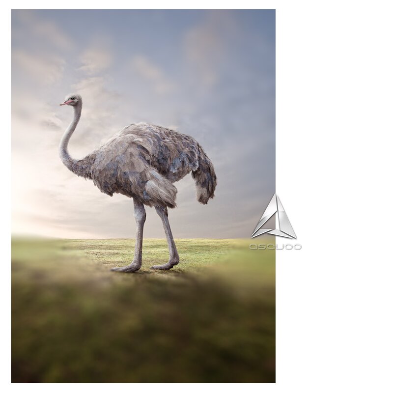 Ostrich in a field
