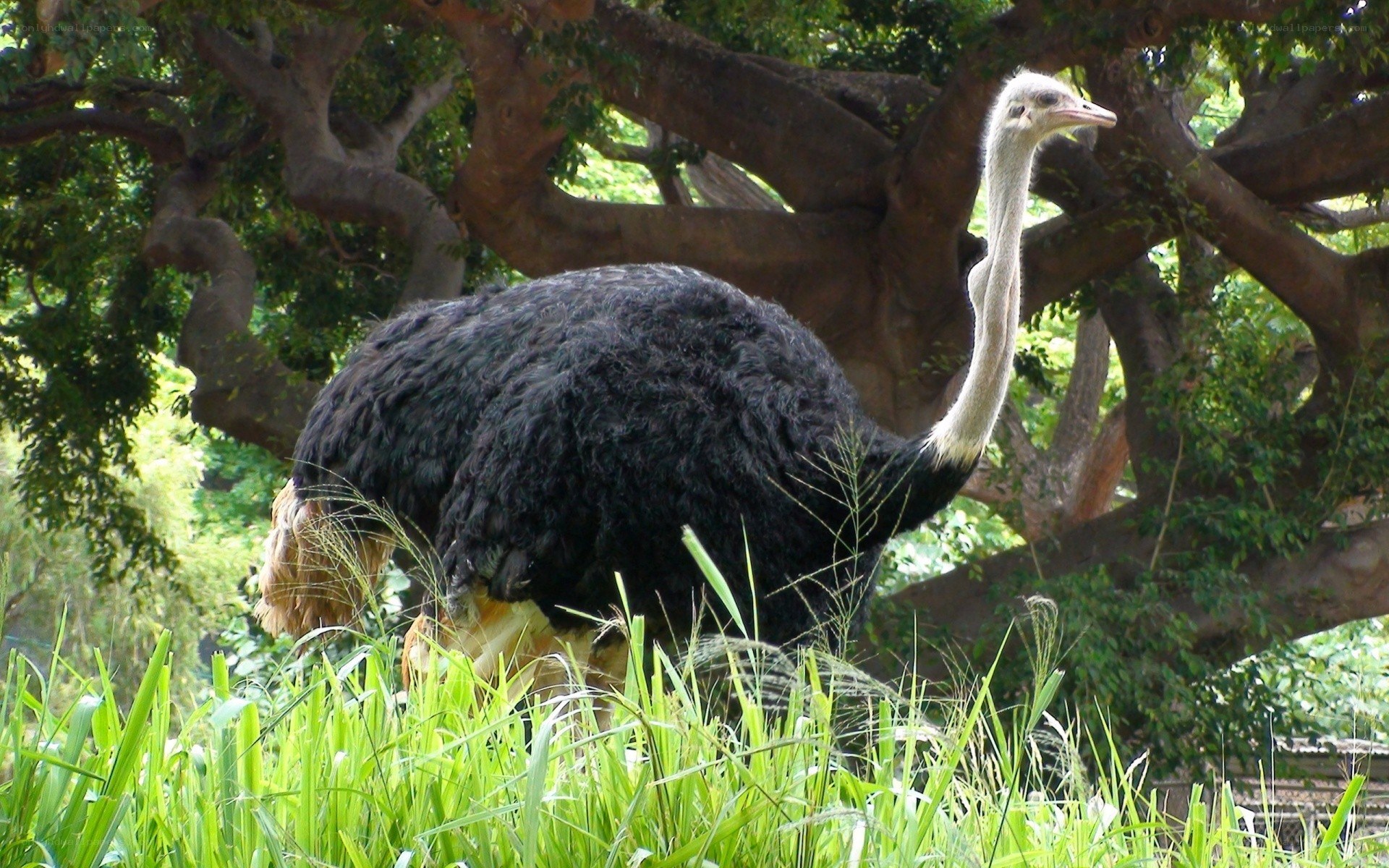 Ostrich in a grassy area
