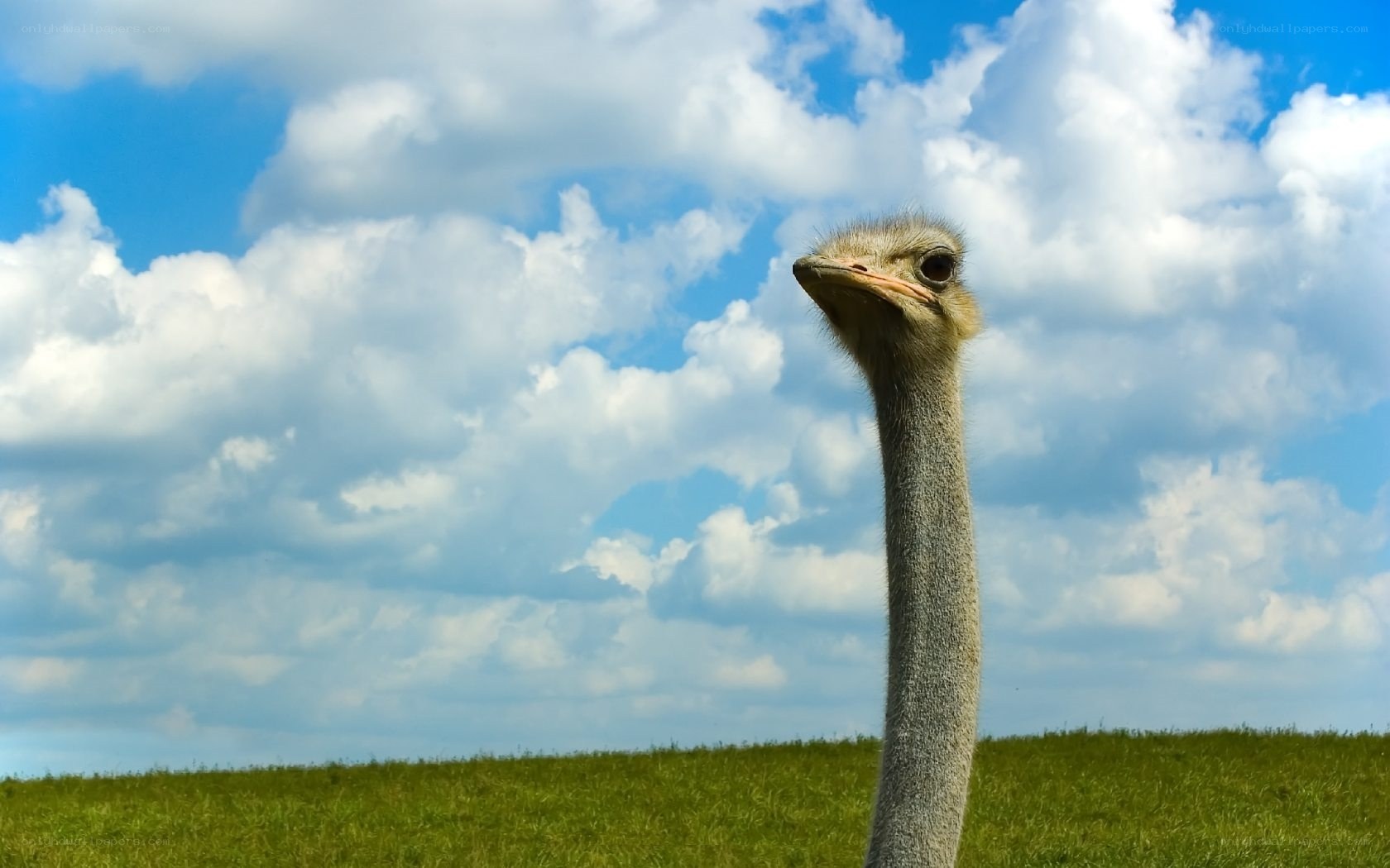 ostrich in a grassy field