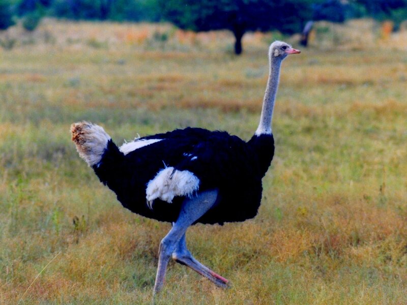 Ostrich in a grassy field