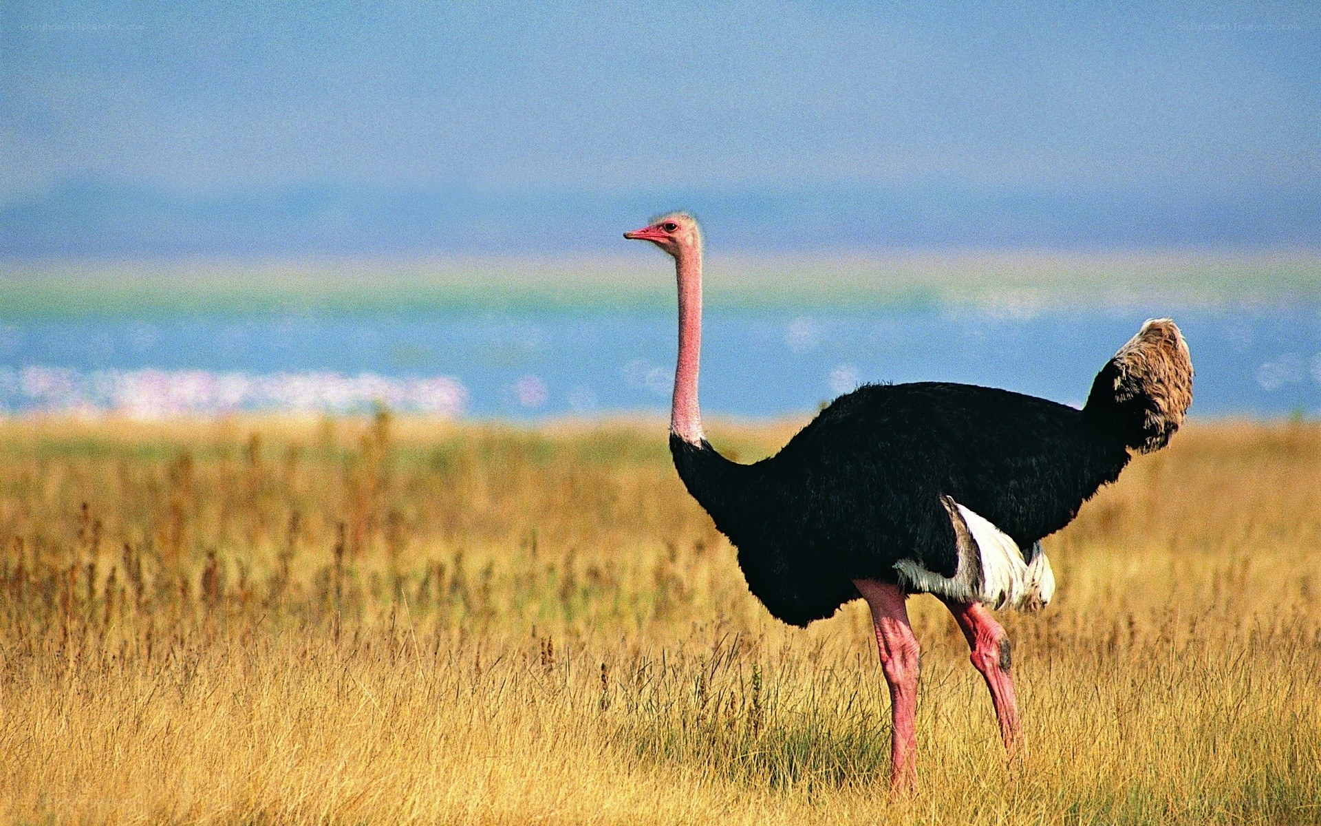 Ostrich in a grassy field