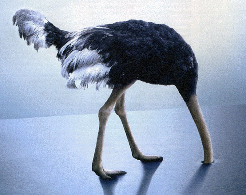 Ostrich in a studio