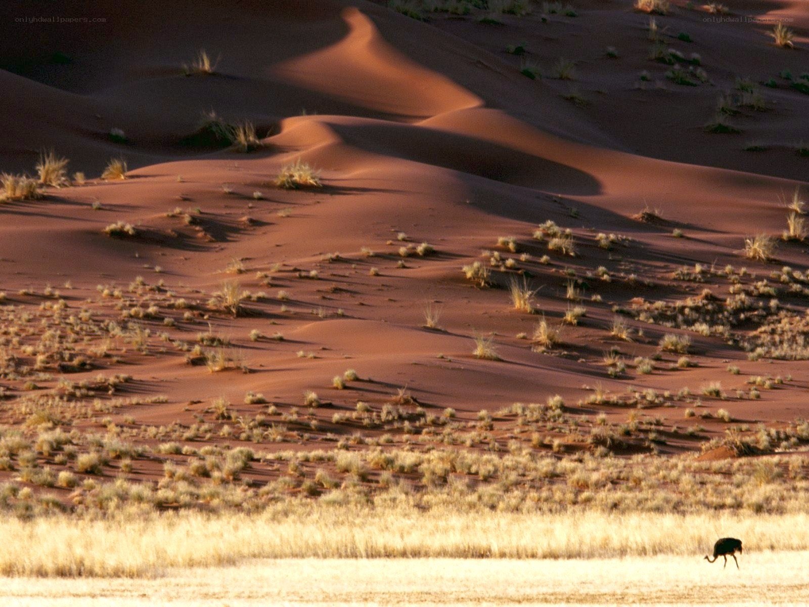 Ostrich in desert dunes