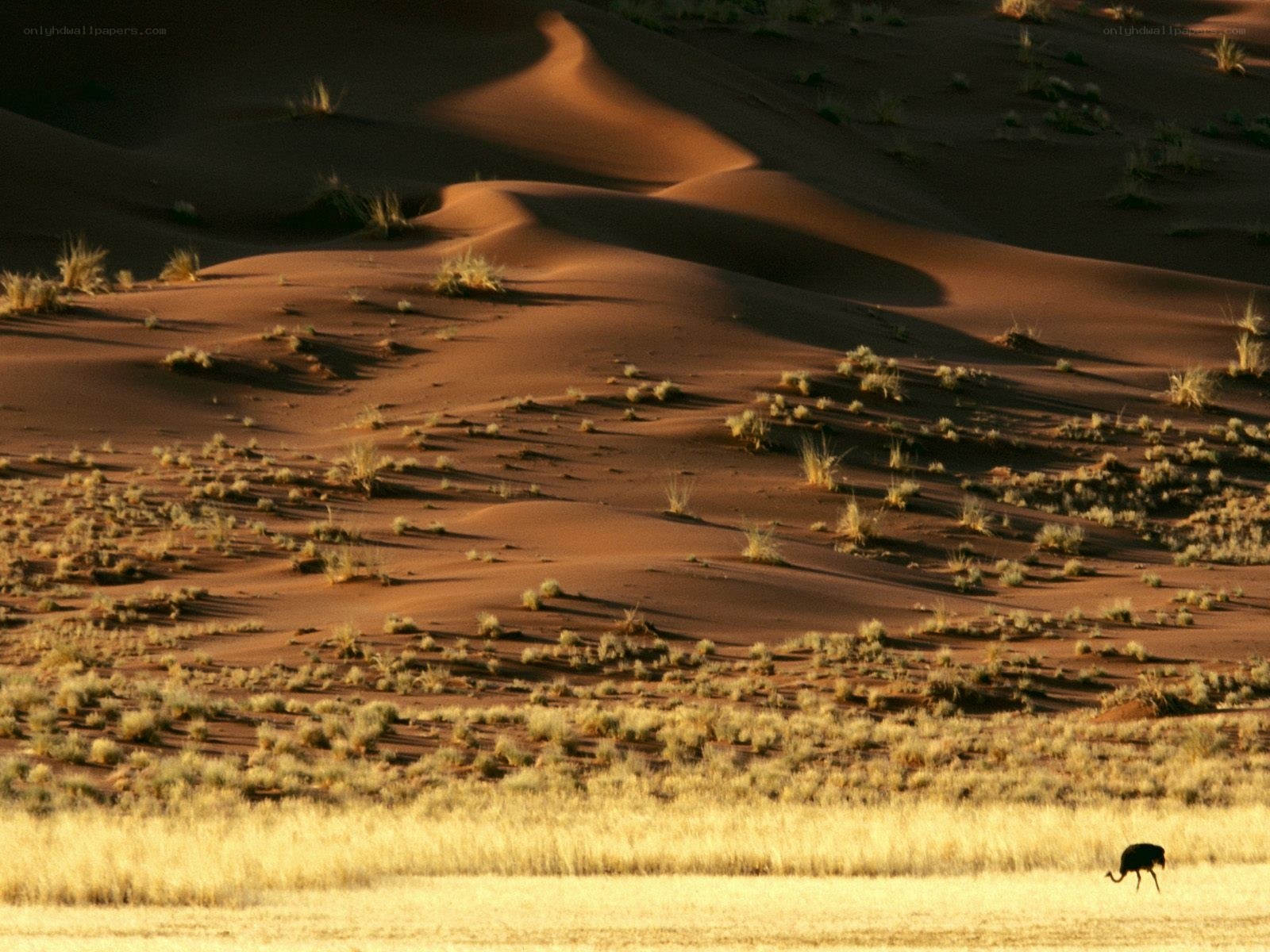 Ostrich in desert dunes
