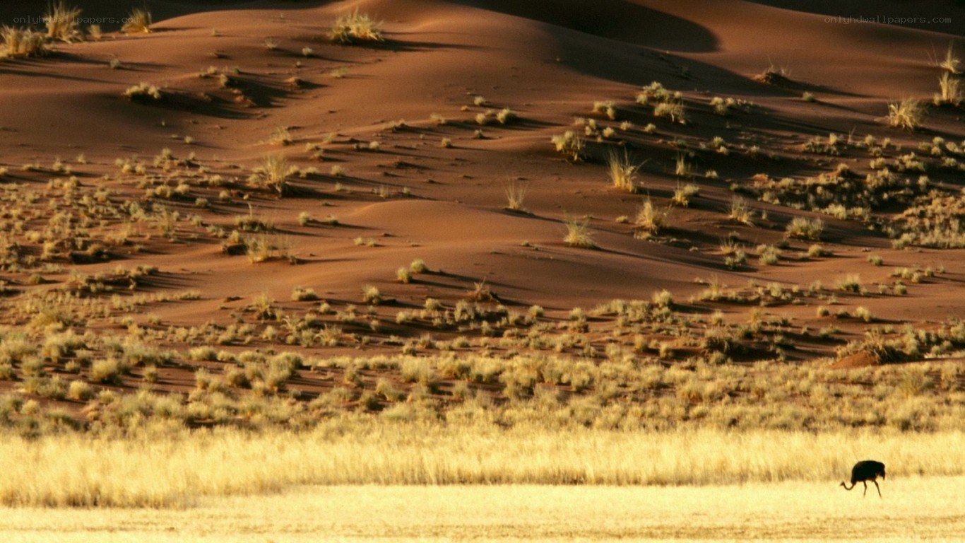 Ostrich in desert landscape