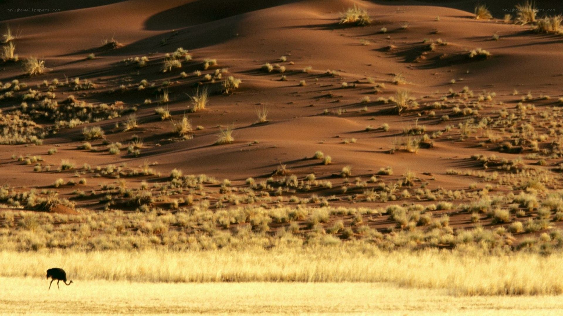 Ostrich in desert landscape
