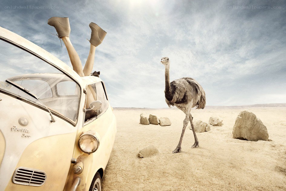 Ostrich in desert with car