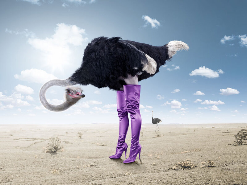 Ostrich in Purple Boots — Absurd