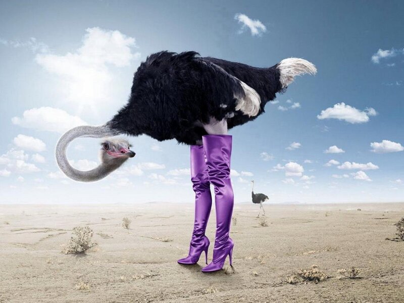 Ostrich in Purple Boots — Surreal