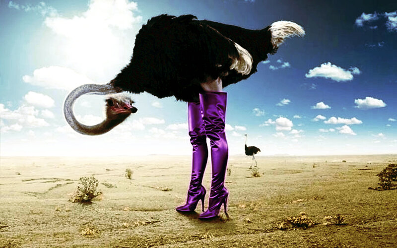 Ostrich in Purple Boots
