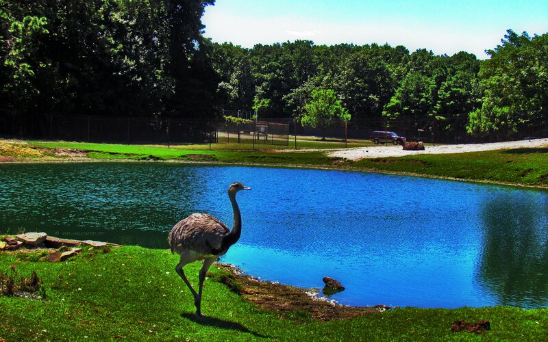 Ostrich Near Pond — Green