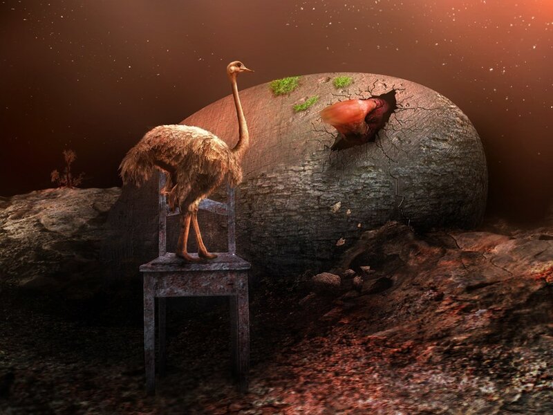 Ostrich on a chair near an egg