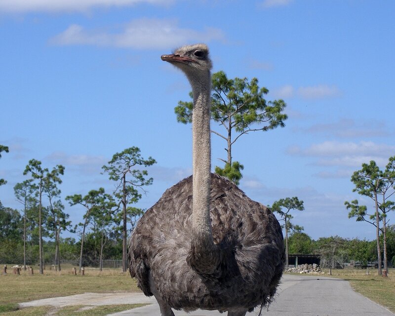 Ostrich on a path