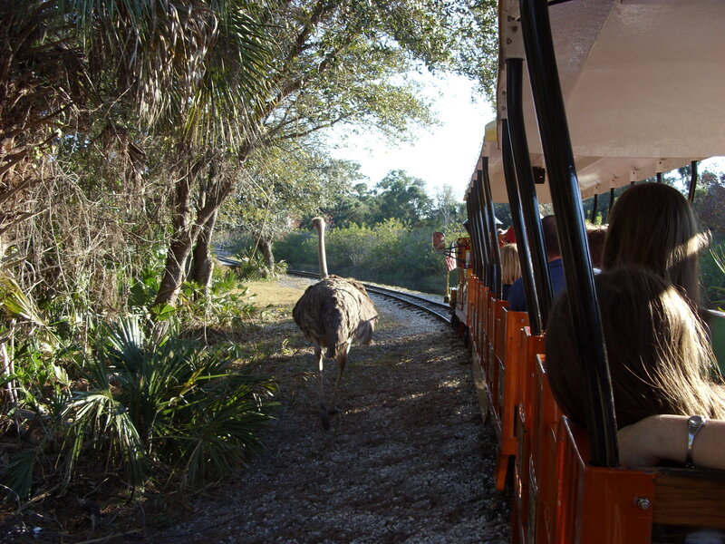 Ostrich on train track