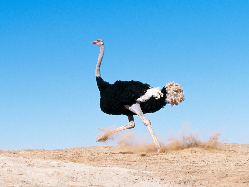Ostrich Running — Blue, Dynamic