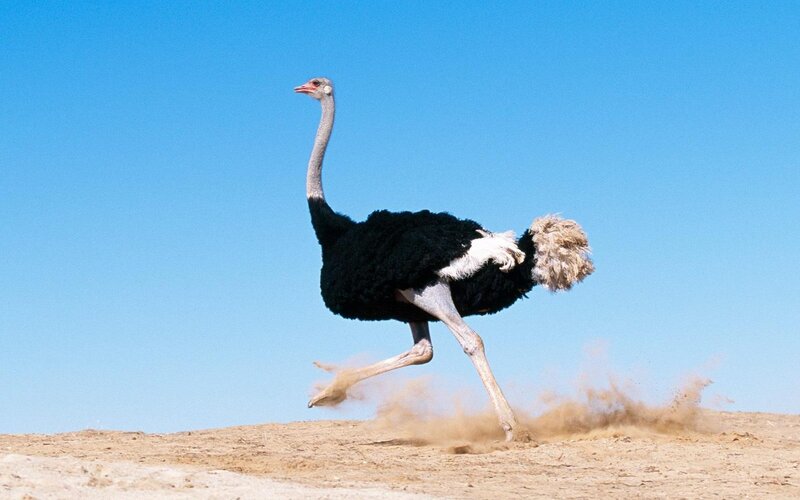 Ostrich Running — Blue