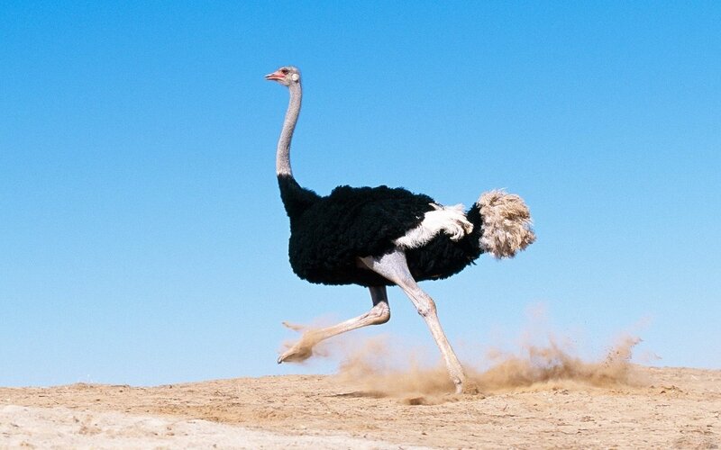 Ostrich Running