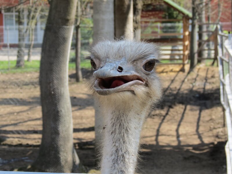 Ostrich with open beak