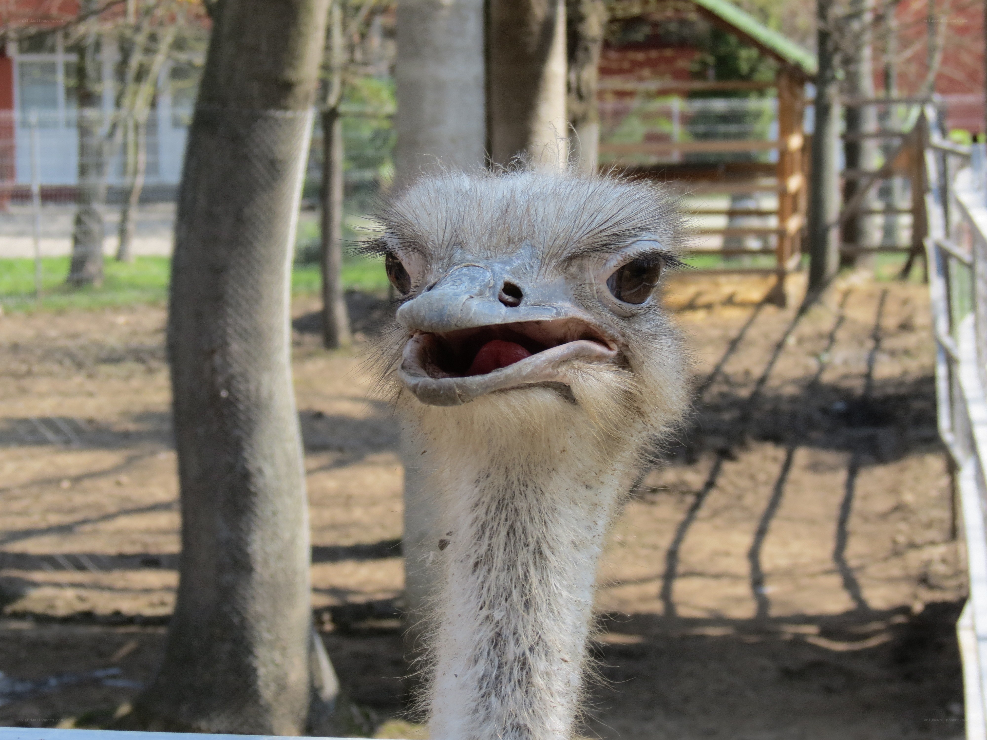 Ostrich with open beak