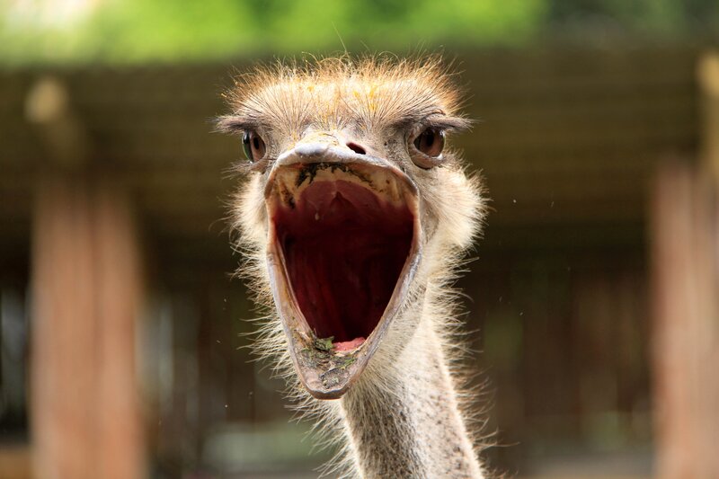 ostrich with open beak