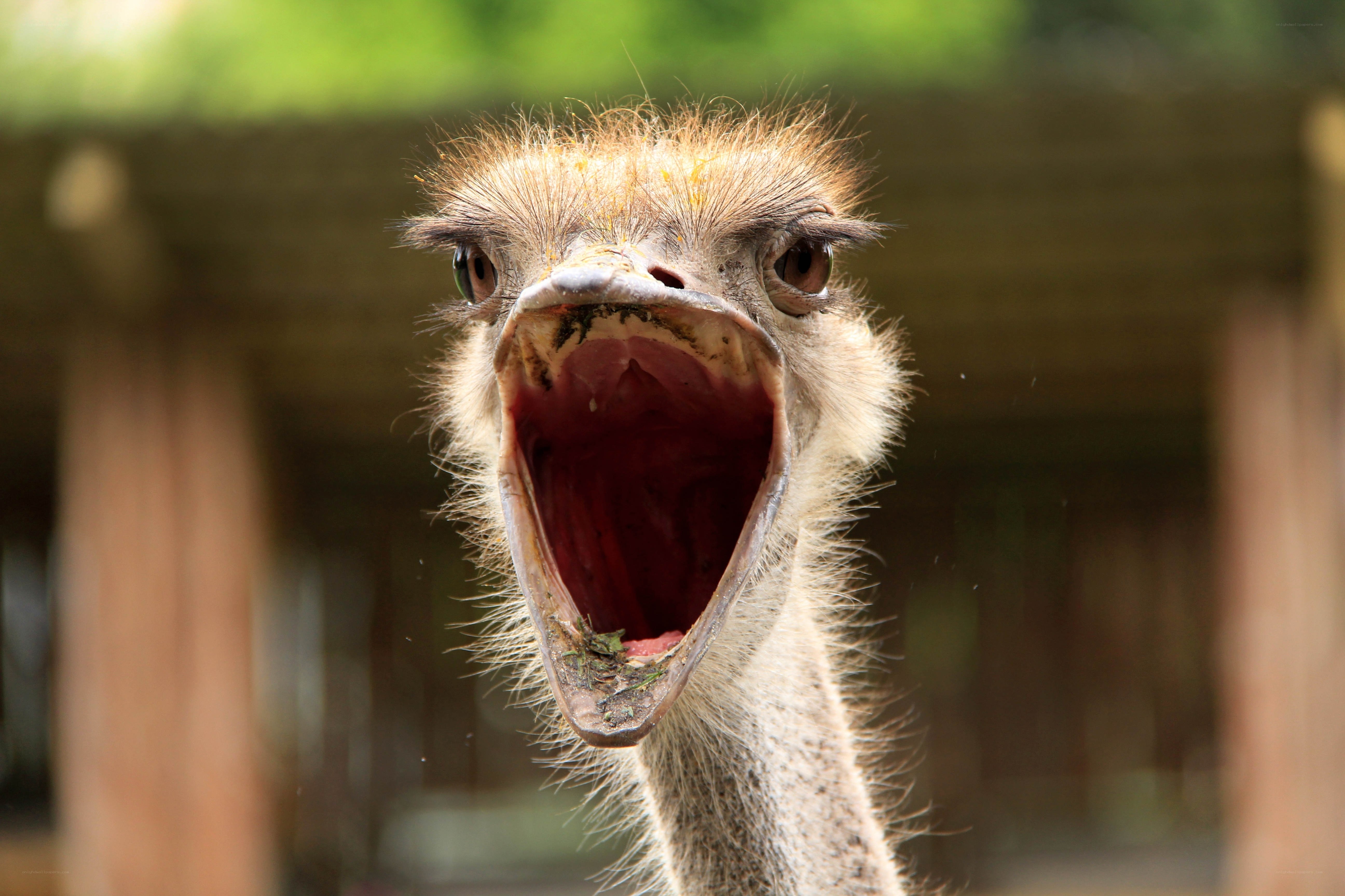 ostrich with open beak