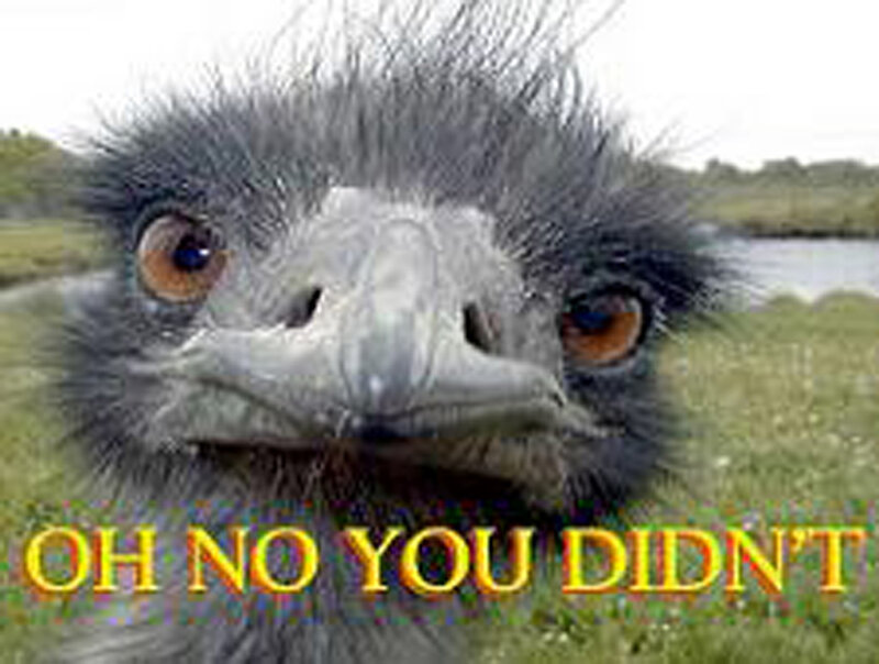 Ostrich with shocked expression