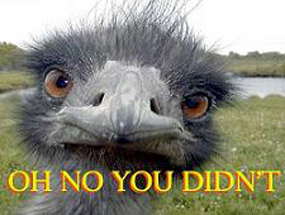 Ostrich with shocked expression
