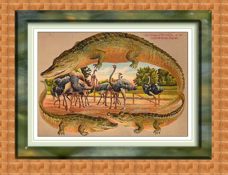 Ostriches and Alligators