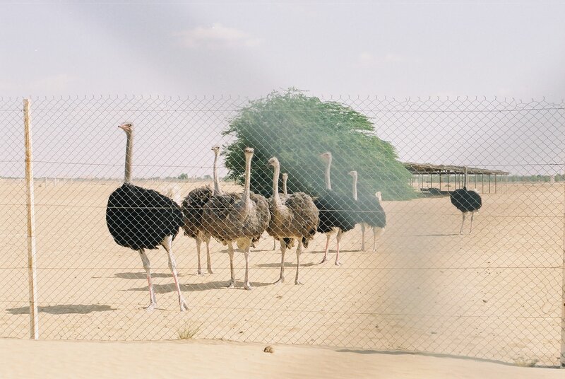 Ostriches in a fenced enclosure