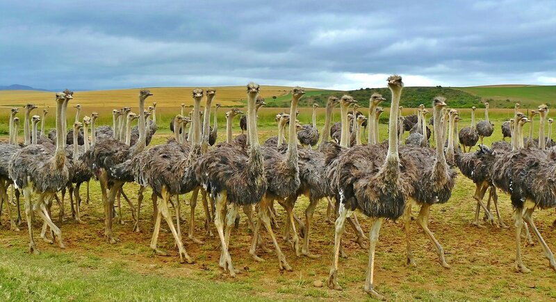 ostriches in a field