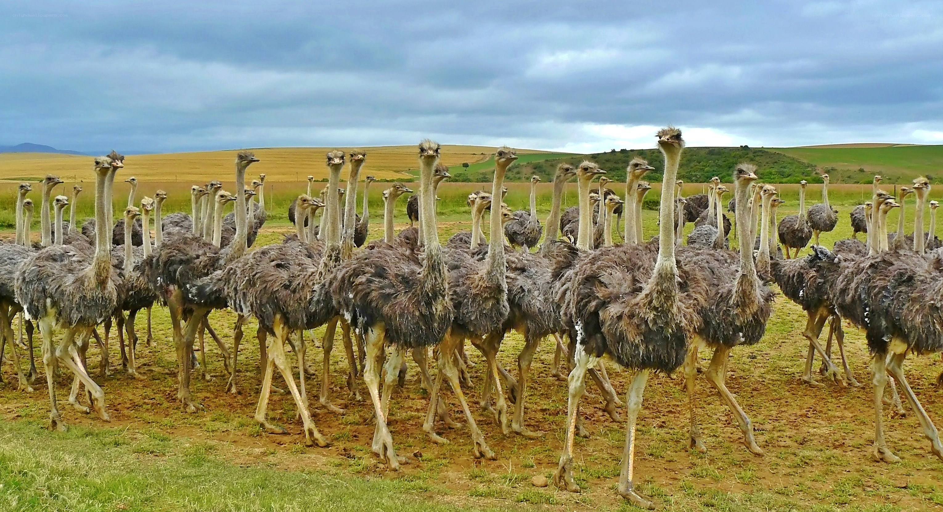 ostriches in a field