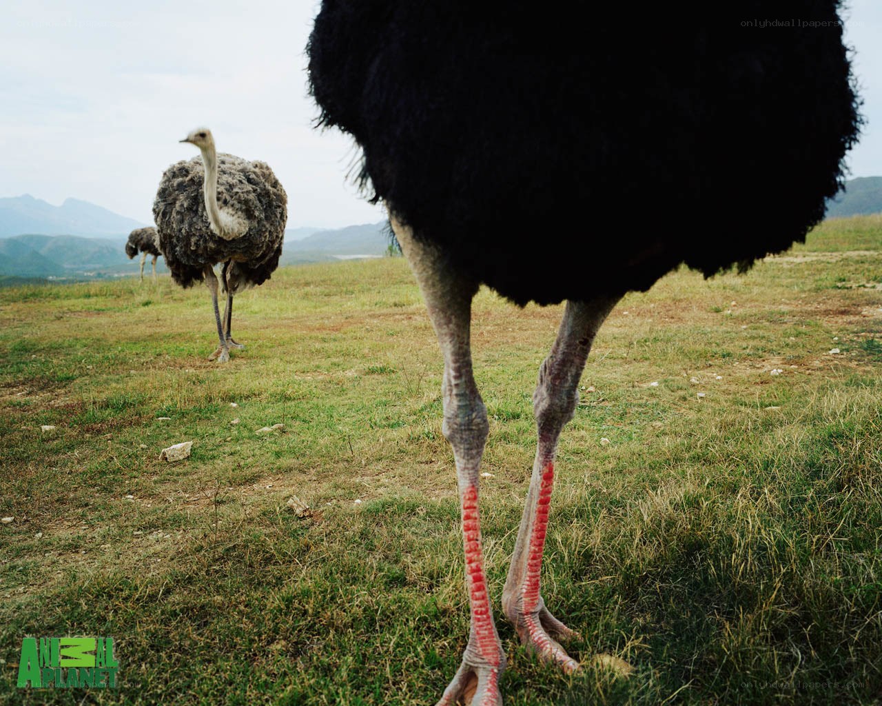 Ostriches in a grassy field