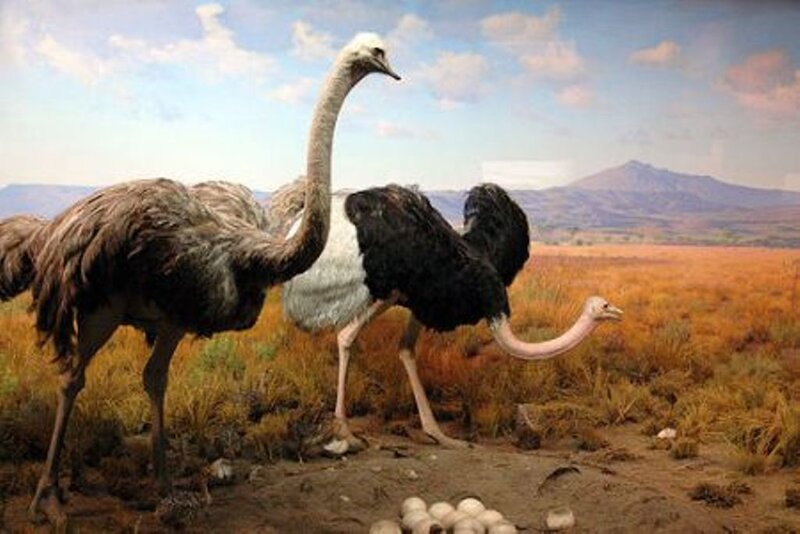 Ostriches in a savanna
