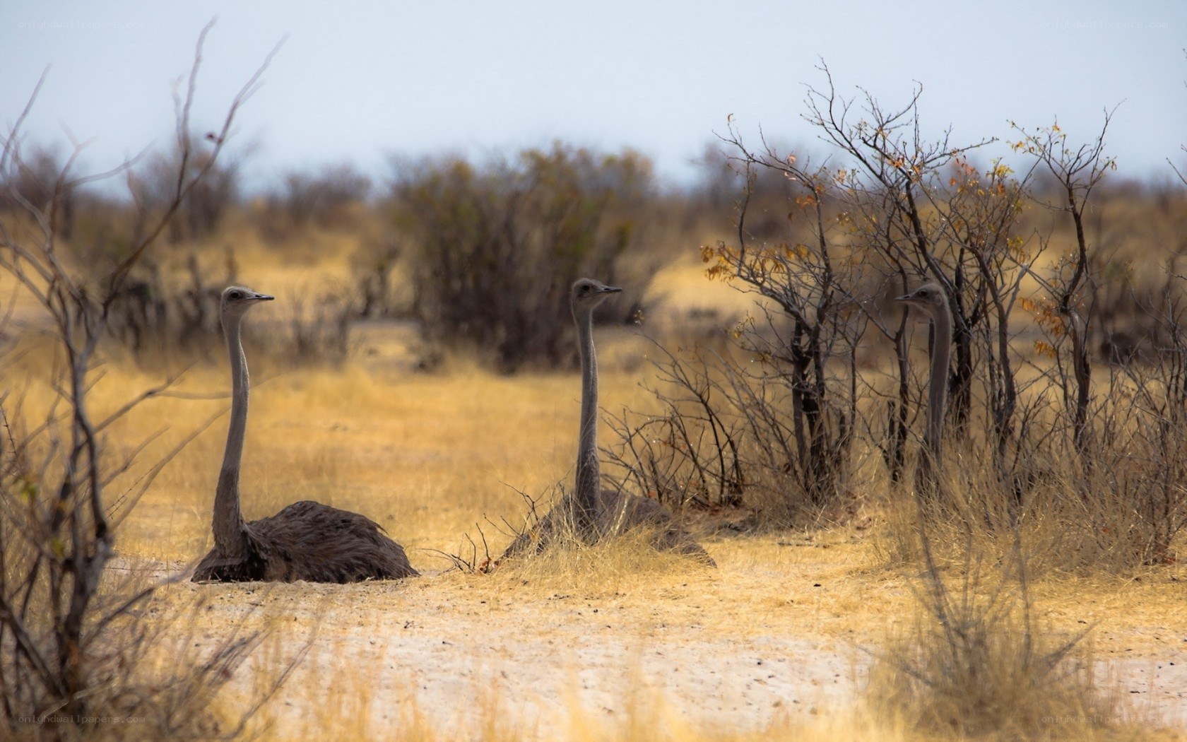 Ostriches in dry savanna