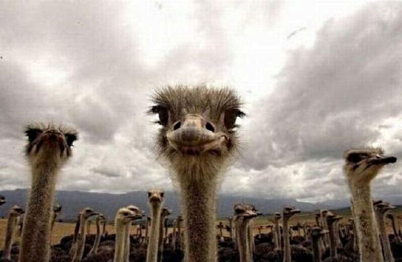 Ostriches in Field