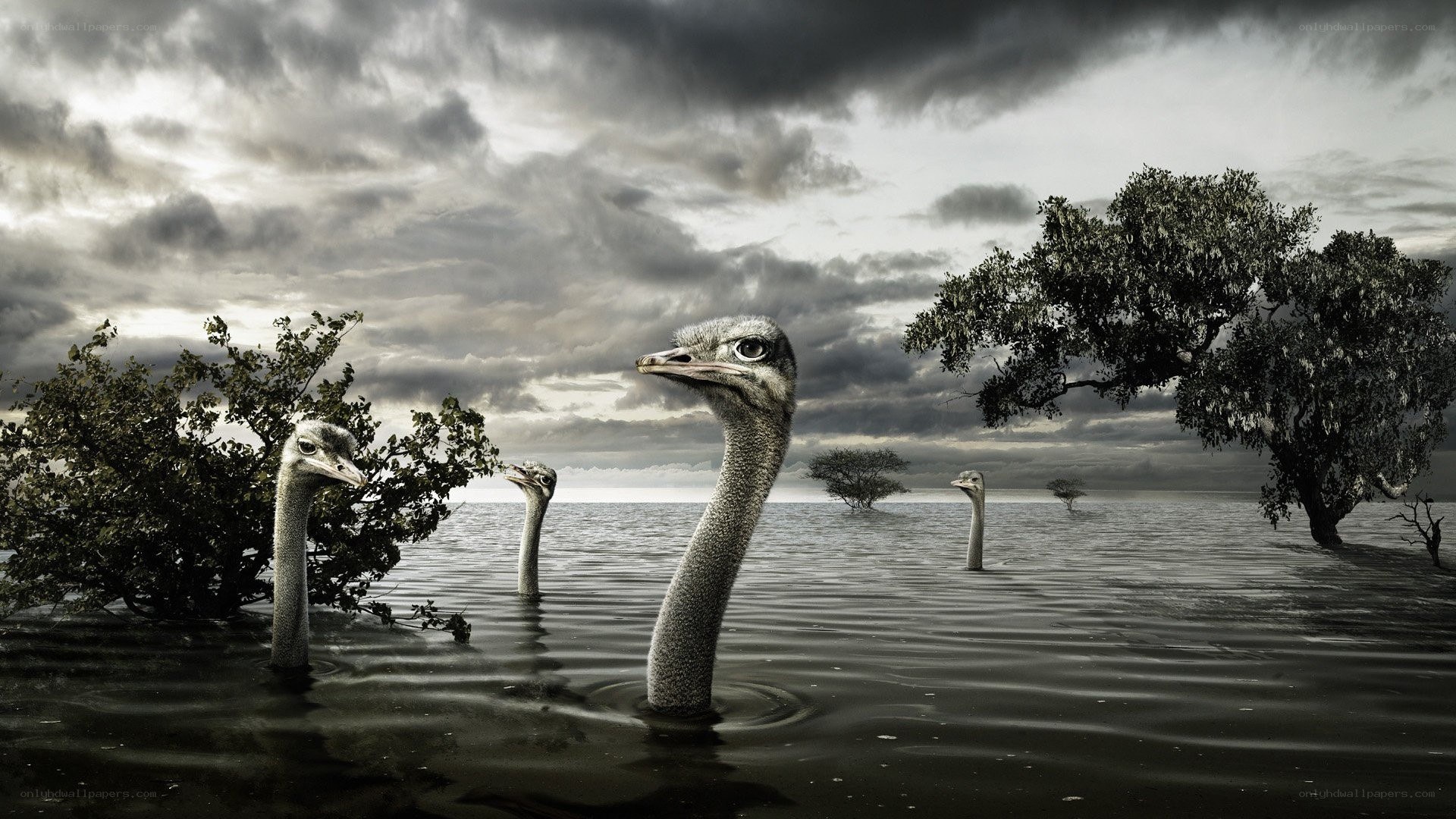 ostriches in flooded landscape