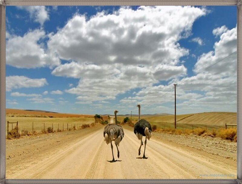 Ostriches on a dirt road