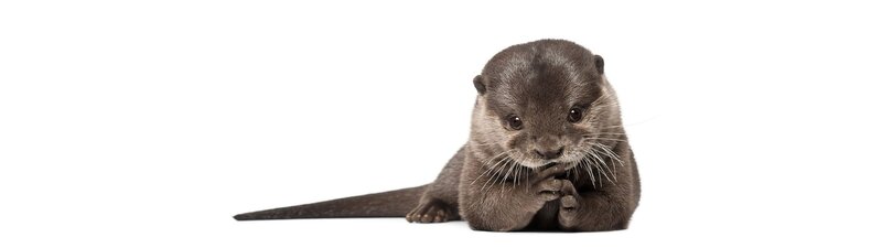 Otter Cub — Brown, Calm
