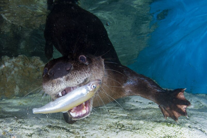 Otter Eating Fish — Brown