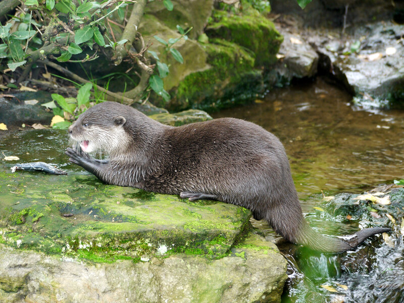 Otter Eating Fish — Green